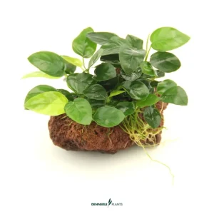 Zwergspeerblatt, Anubias nana, auf Stein, ca. 13 x 9 x 11 cm Knallerangebot